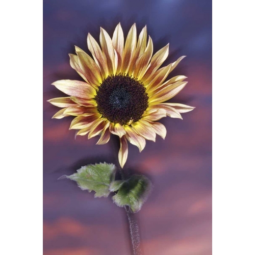California, San Diego, Hybrid sunflower at sunset